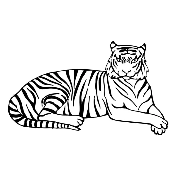 Tiger coloring page vector images