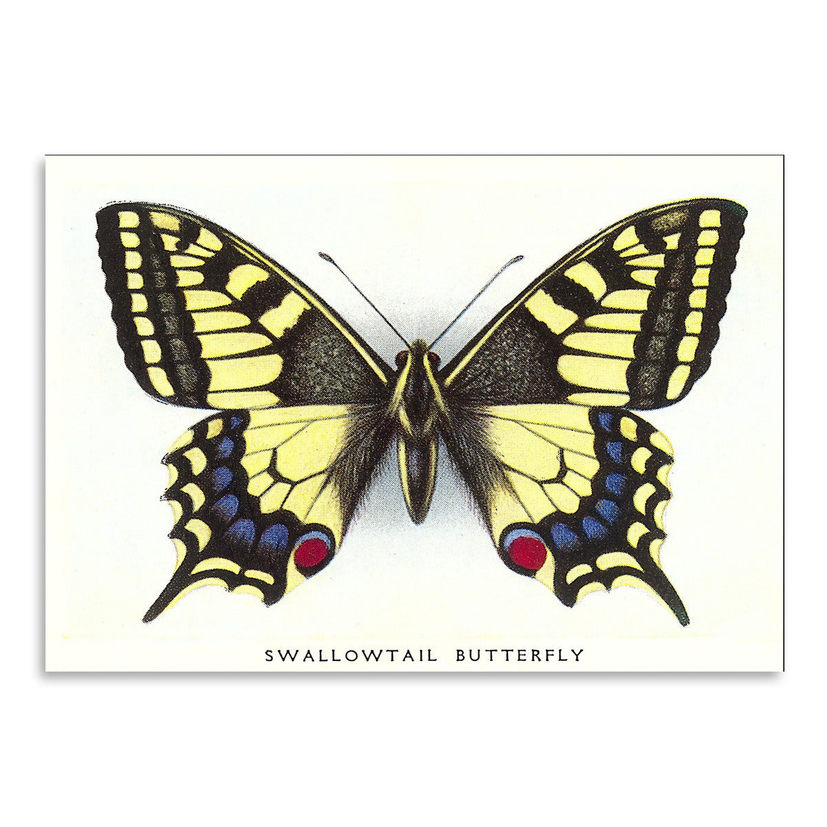 Art print wall art swallowtail butterfly found image press â