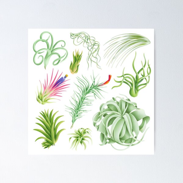 Tillandsia posters for sale