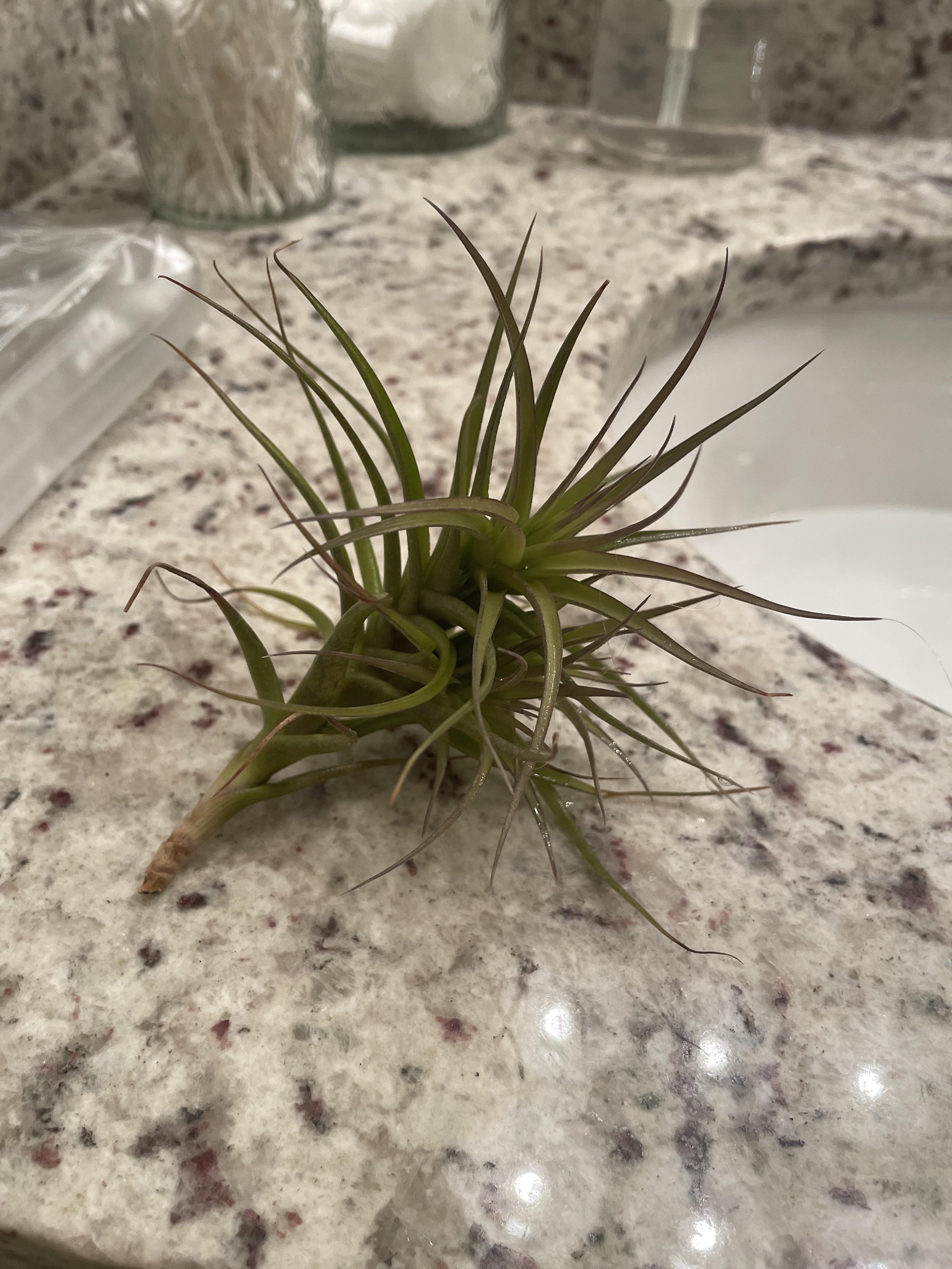 Tillandsia dyeriana care help