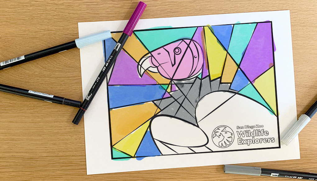 Coloring page california condor san diego zoo wildlife explorers
