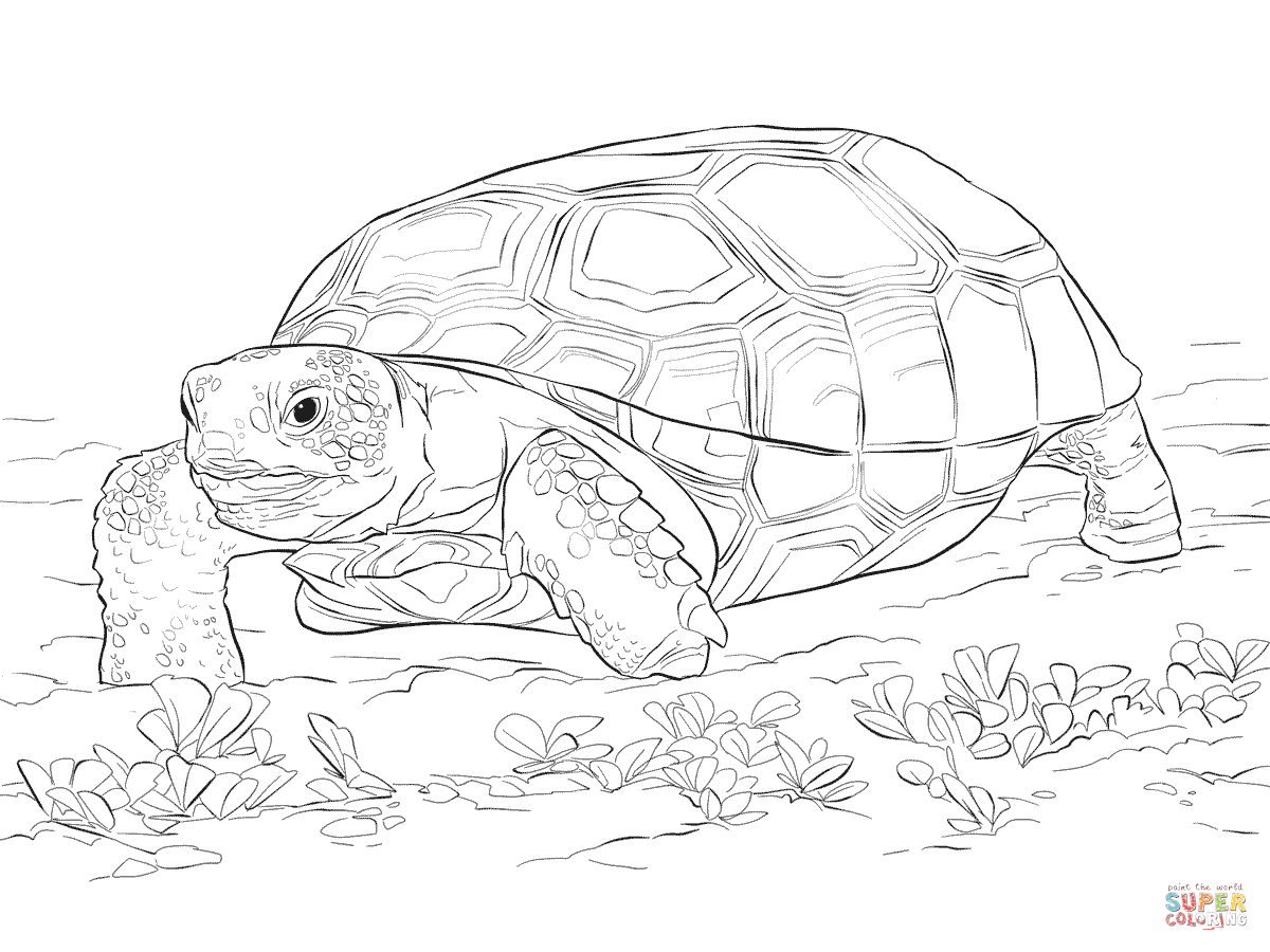 Realistic gopher tortoise coloring page free printable coloring pages