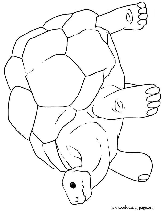 Turtles