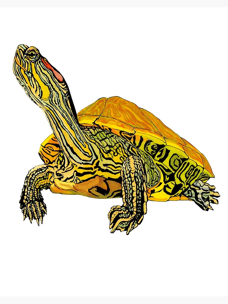 Lãmina rãgida for sale con la obra tortuga de orejas rojas