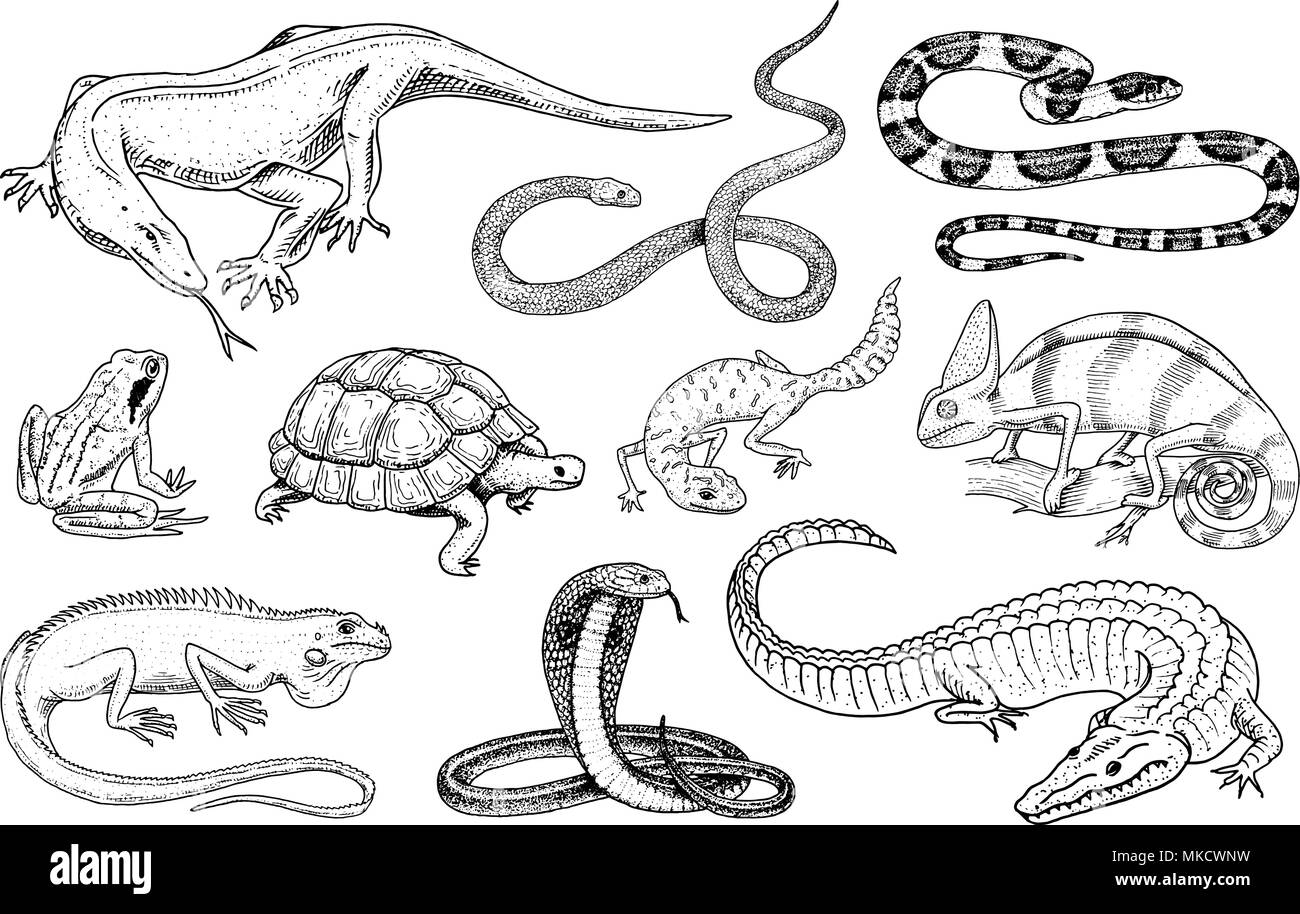 Tortuga de dibujos animados imãgen de stock en blanco y negro