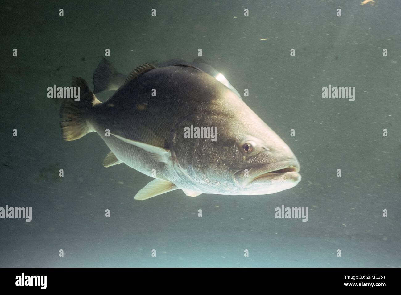 Totoaba macdonaldi hi