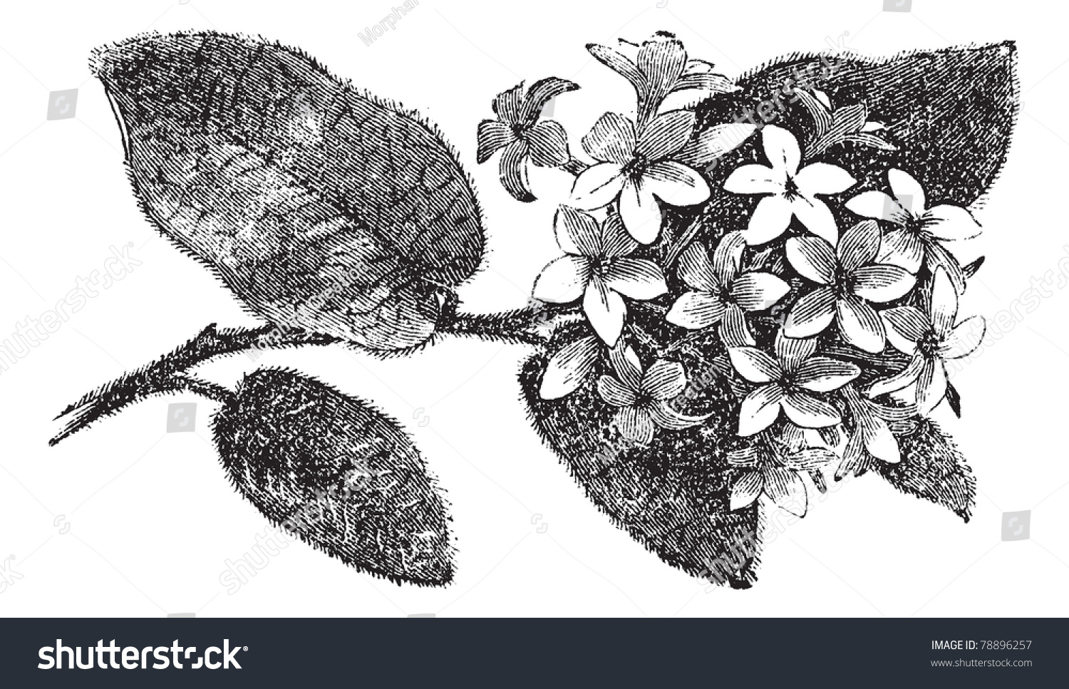 Mayflower trailing arbutus epigaea repens vintage stock vector royalty free
