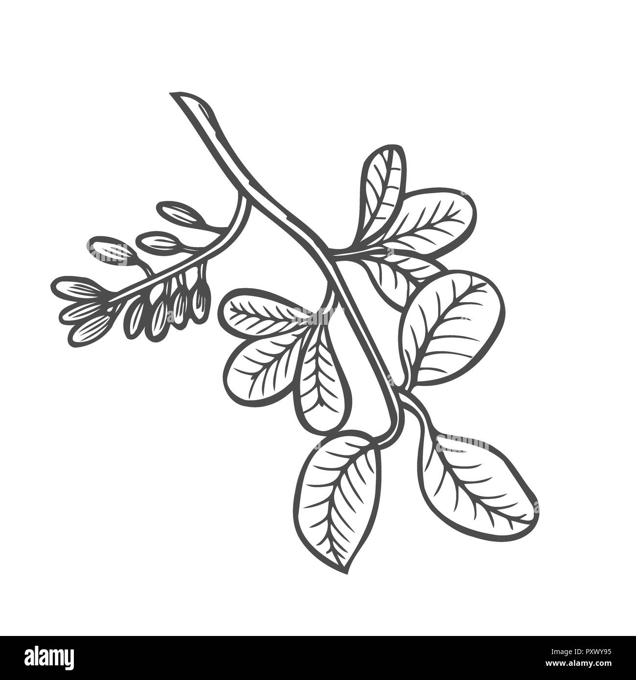 Forest tree branch with leaves wild berries hand drawn artwork sketch coloring book page for adult bohemia concept for cards tickets branding stock photo