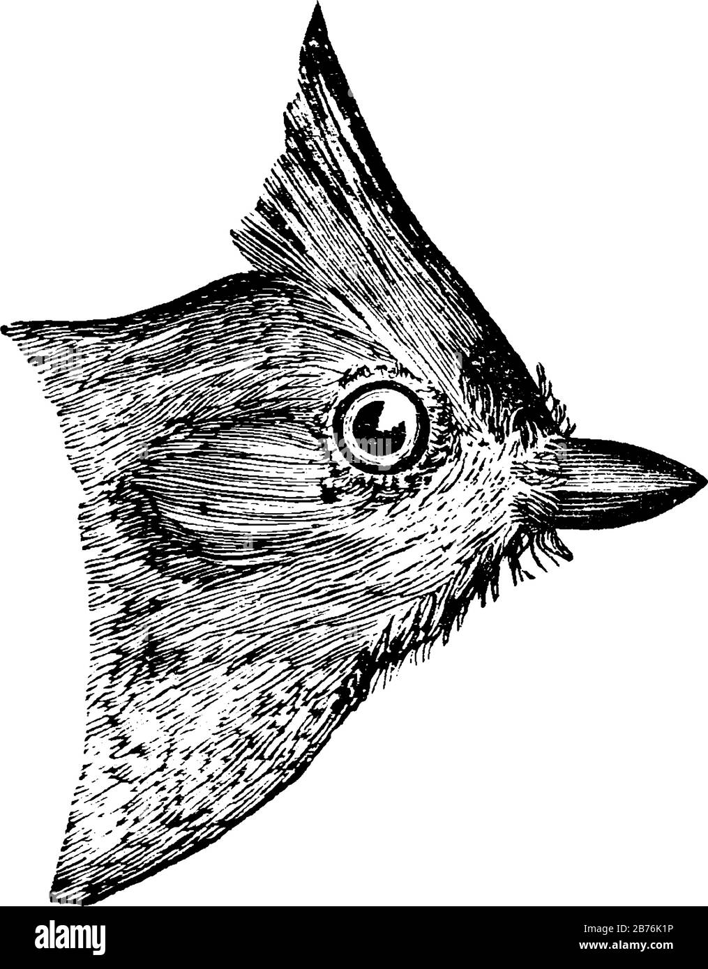 Tufted titmouse black and white stock photos images