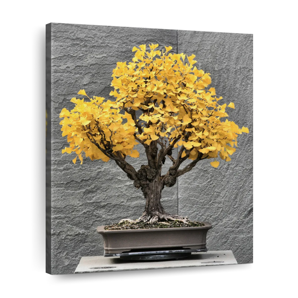 Ginkgo biloba bonsai wall art paintings drawings photograph art prints
