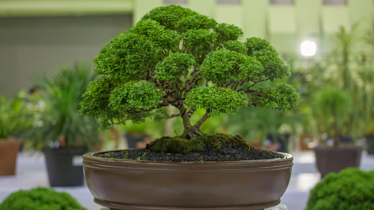 How to take care of bonsai trees