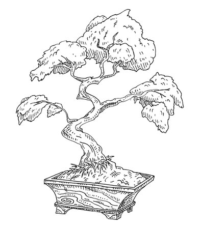 Bonsai tree drawing stock photos and images