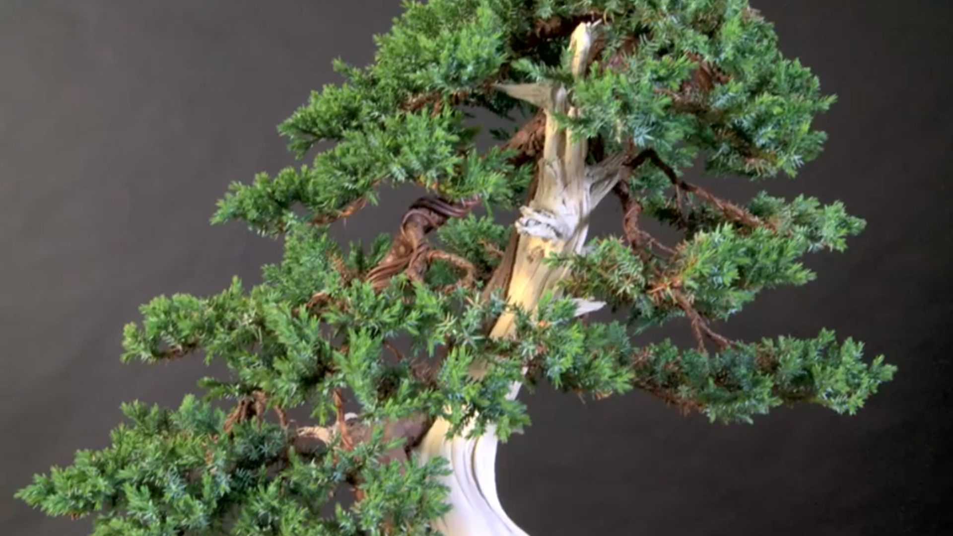 Bonsai wiring essentials
