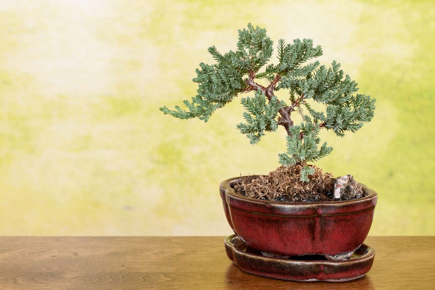 Types of bonsai trees for beginners