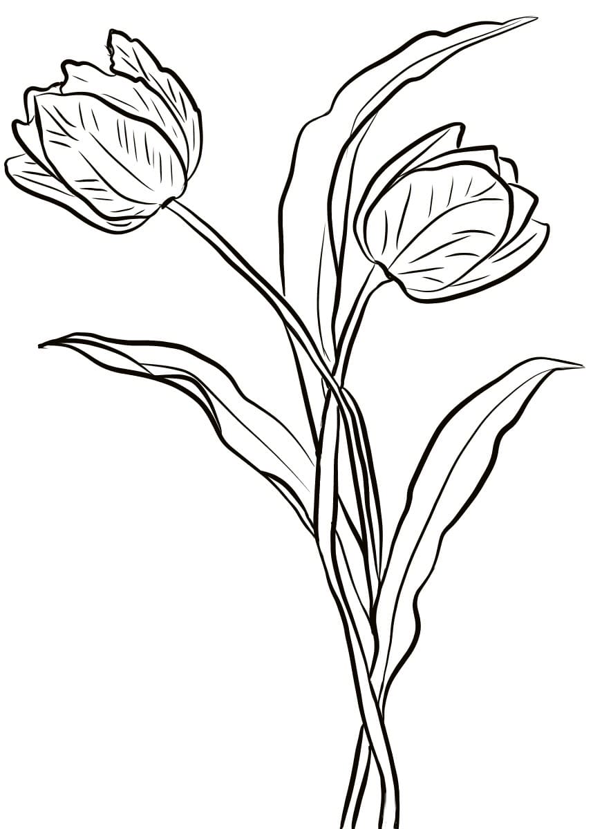 Dibujos de tulipanes para colorear