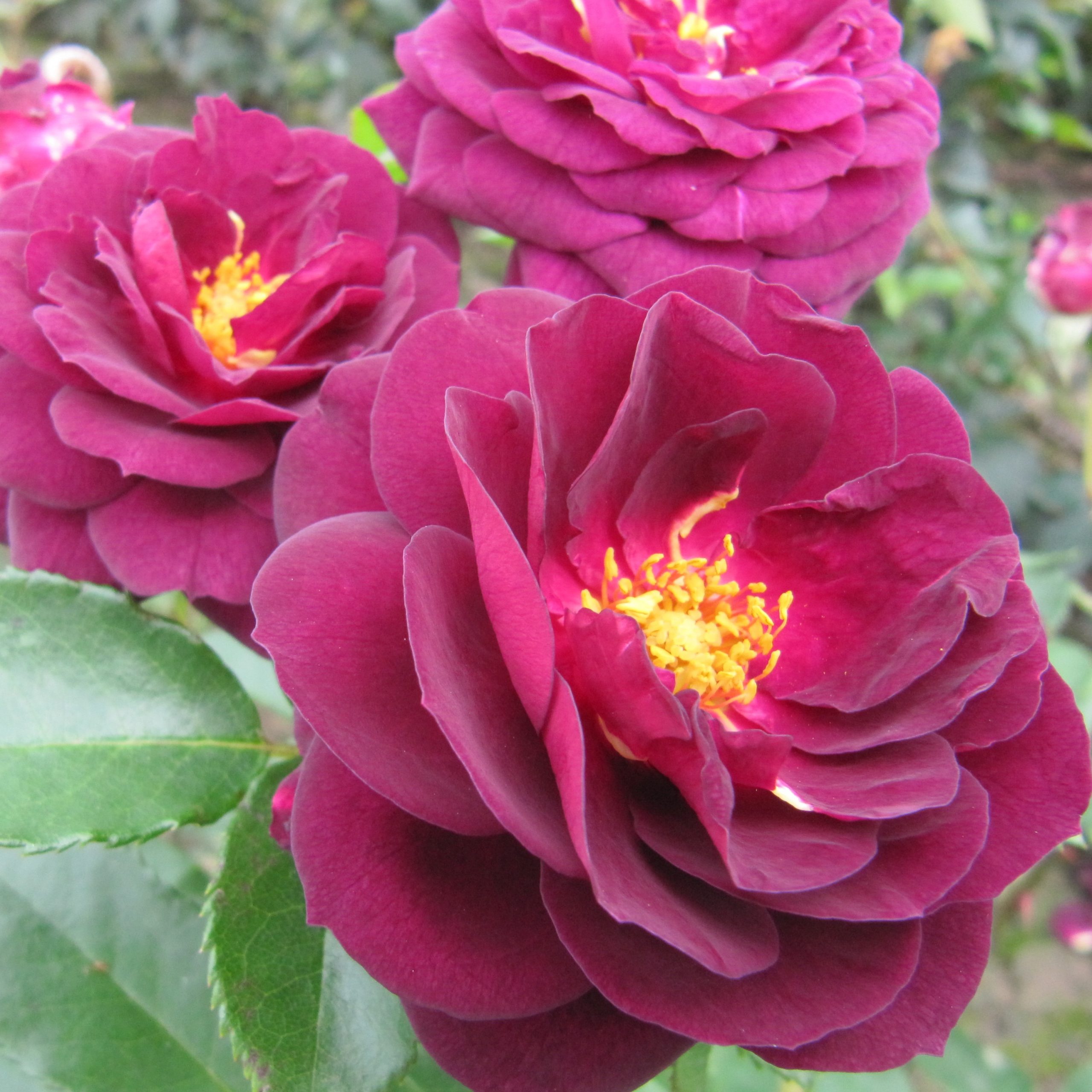 Ebb tide standard rose style roses