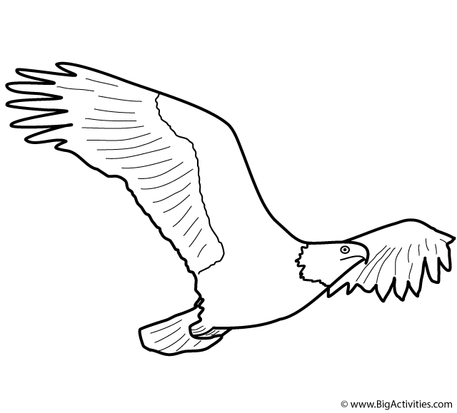 Eagle