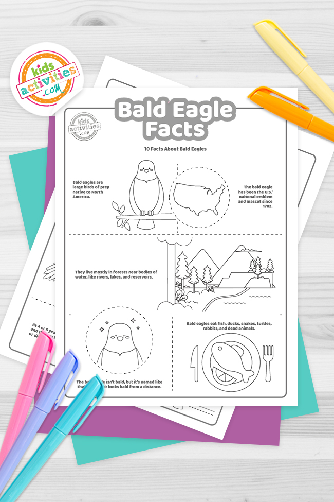 Fun bald eagle facts for kids to print and learn kids activities blog
