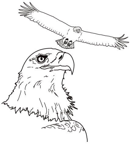 Bald eagle coloring page free printable coloring pages