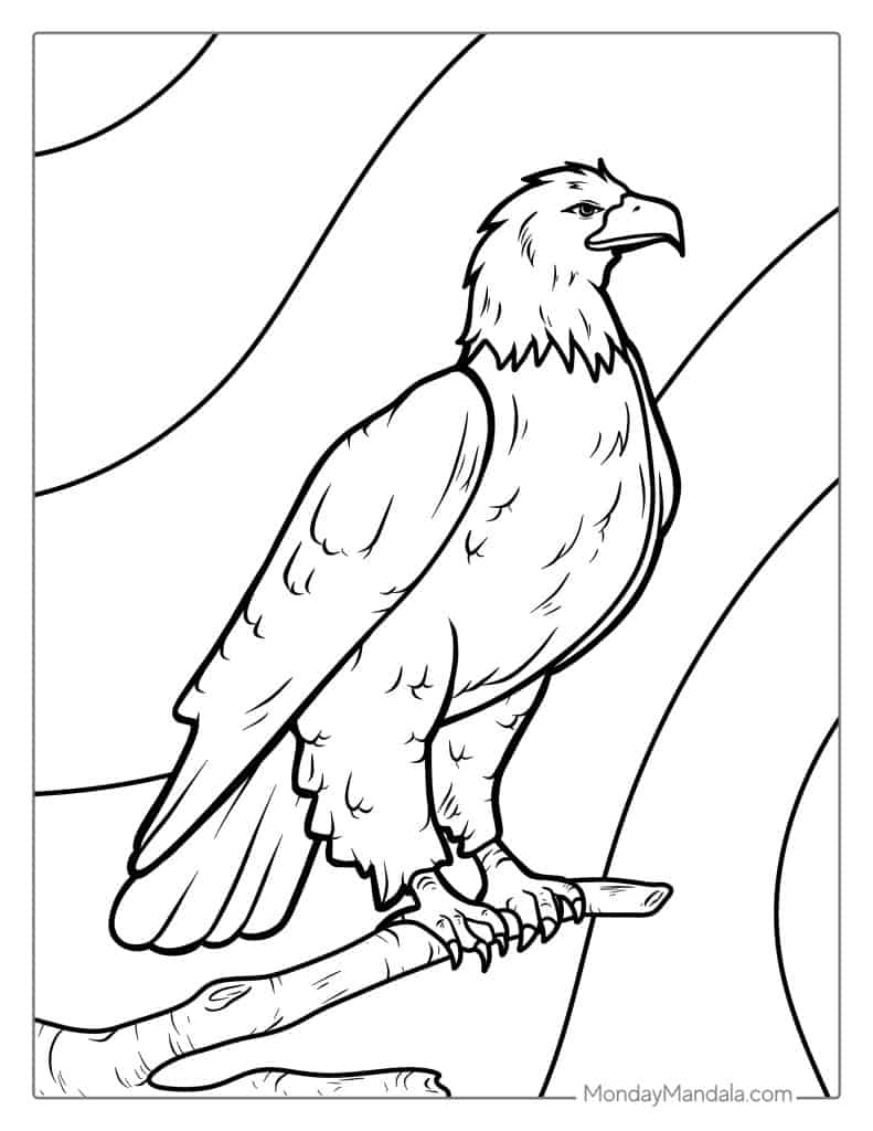 Bald eagle coloring pages free pdf printables