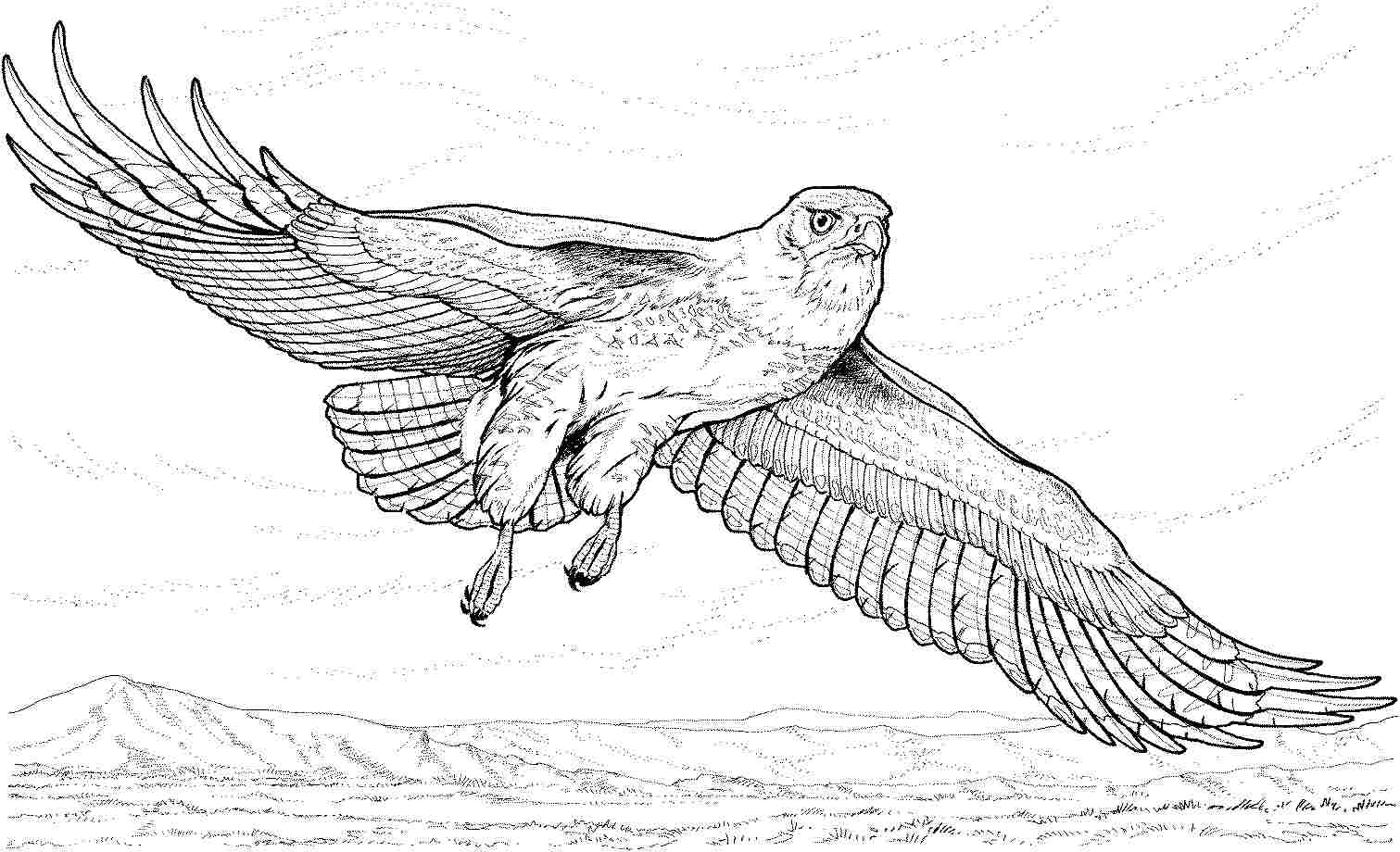 Free printable eagle coloring pages for kids