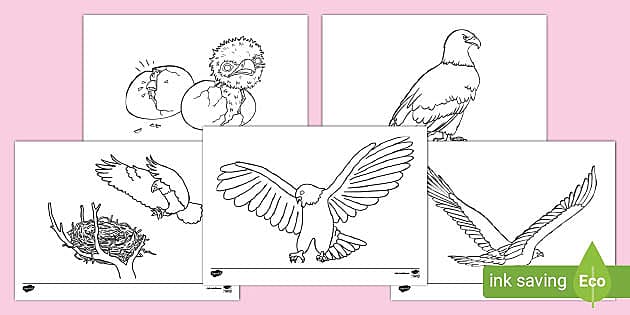 Eagle colouring pages teacher