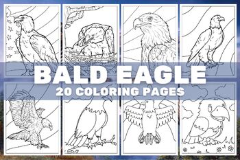 Bald eagle coloring page tpt