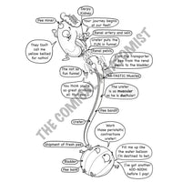 Urinary system coloring book the ical anatomist shop