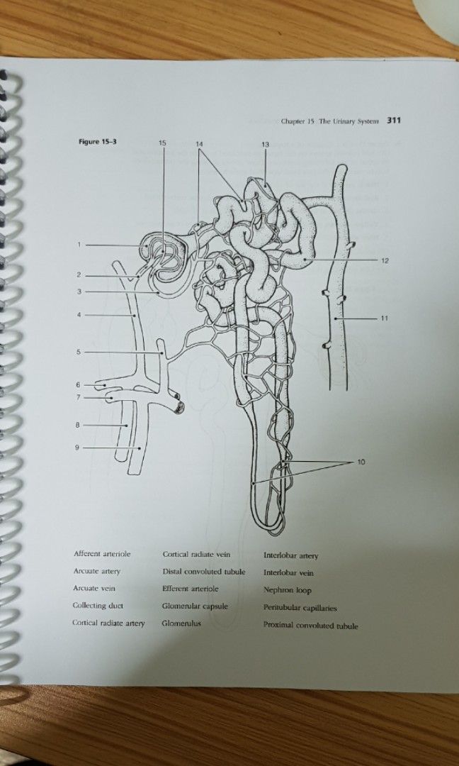 Anatomy ysiology coloring book hobbies toys books magazines textbooks on