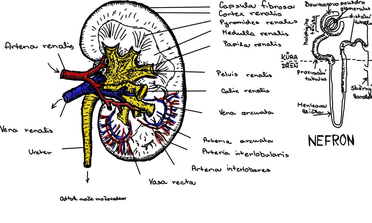 Urinary system czlat by jodellebree on