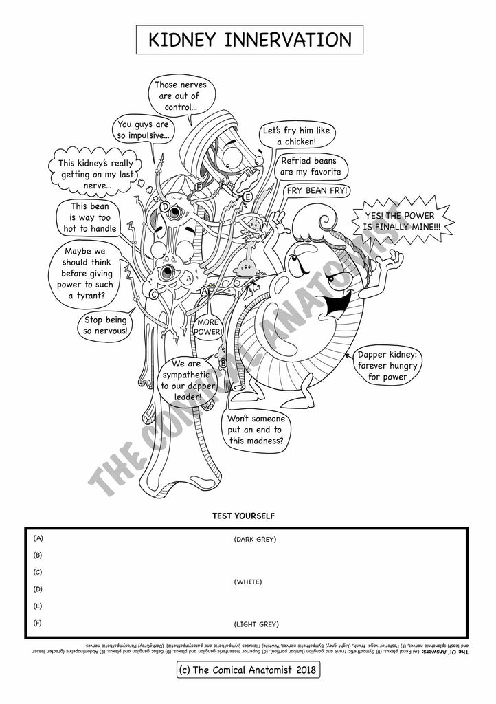 Urinary system coloring book the ical anatomist shop