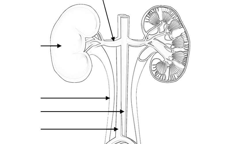Label and color the urinary system