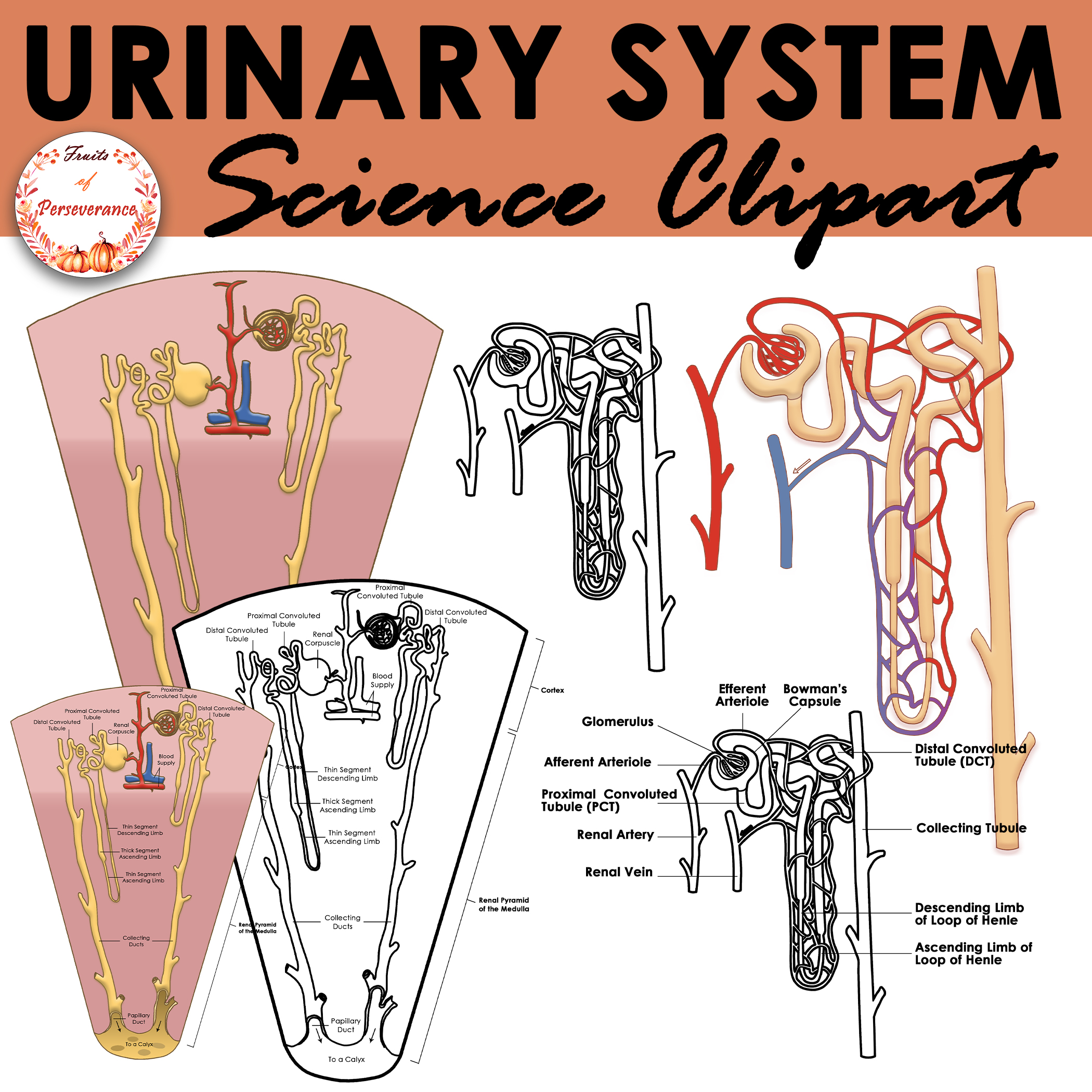 Urinary system anatomy clipart excretory organs clip art made by teachers