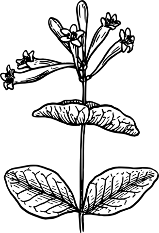 Vintage honeysuckle coloring page free printable coloring pages