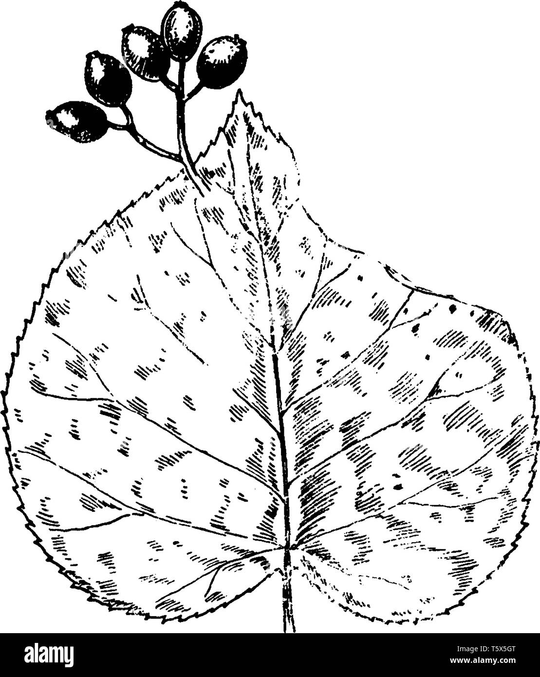 Honeysuckle illustration hi