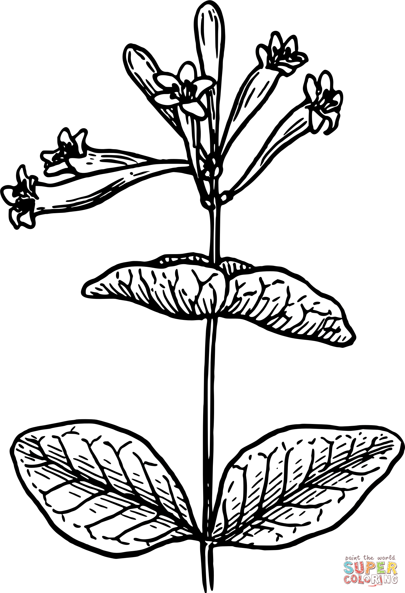 Vintage honeysuckle coloring page free printable coloring pages