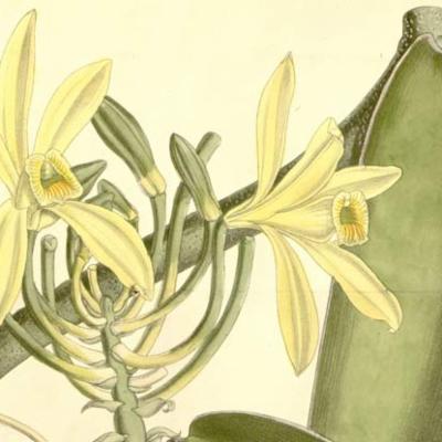 Vanilla plants of the world online