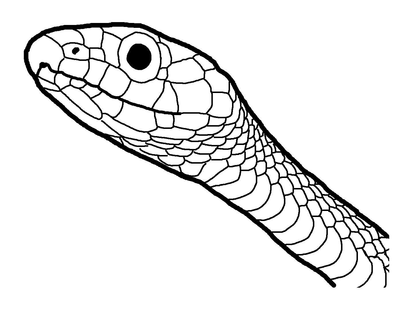 Dibujo de serpiente pãginas para colorear de animales dibujos para colorear