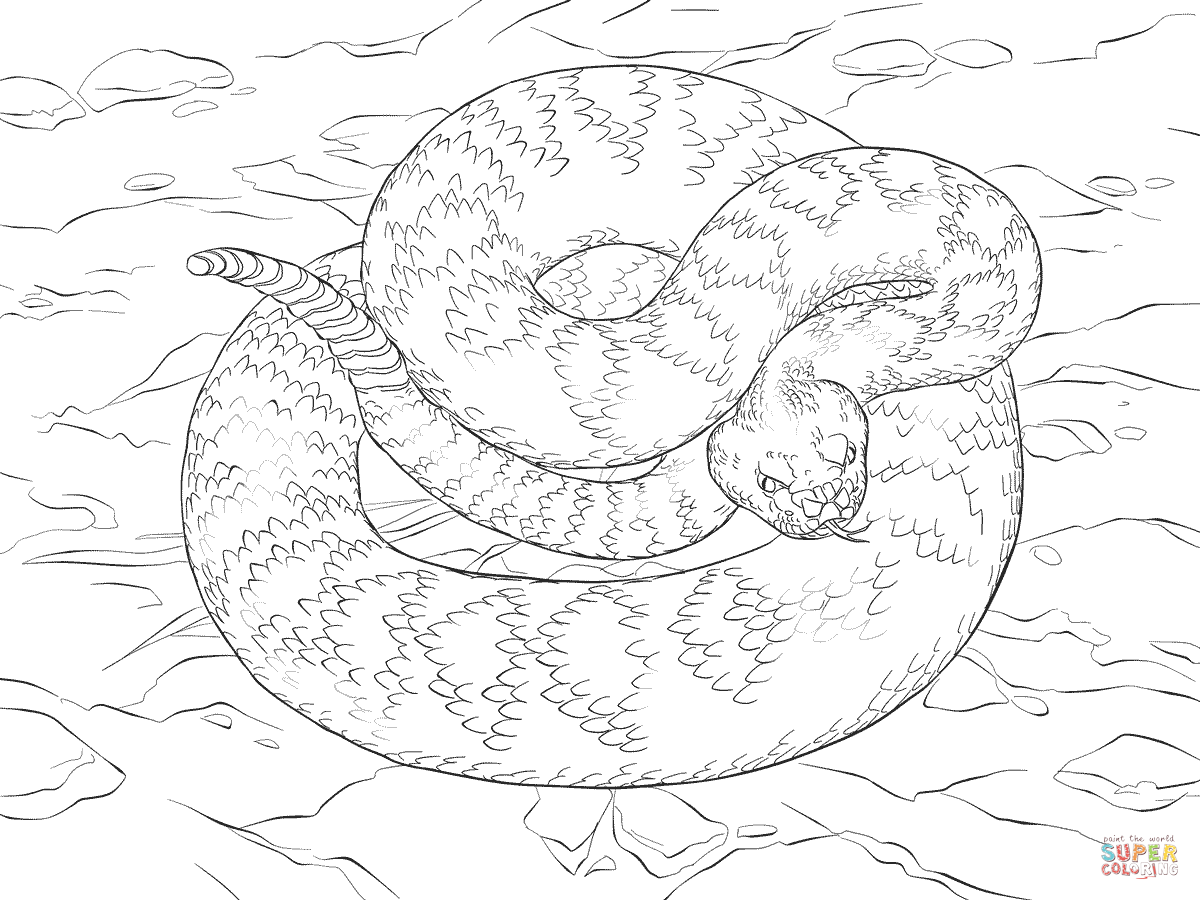Dibujo de cascabel diamantina del este para colorear dibujos para colorear imprimir gratis