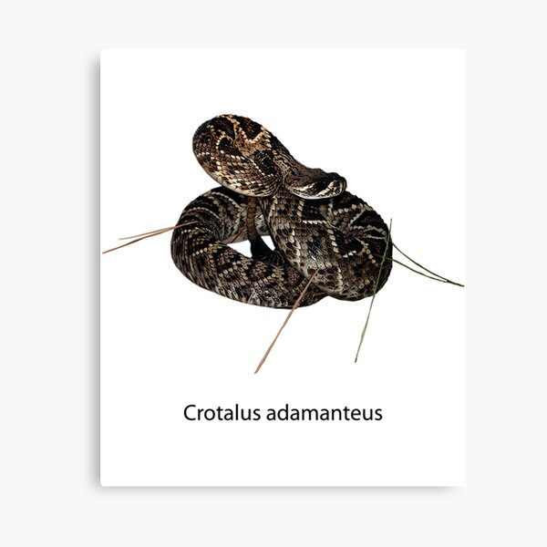 Decoraciãn serpiente de cascabel de disecbo