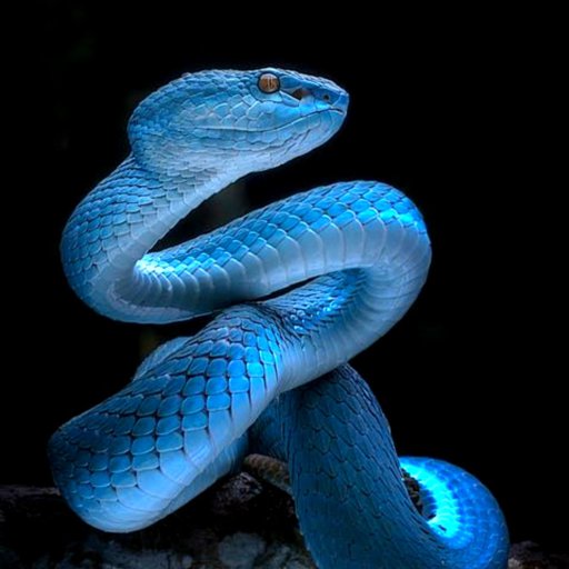 The snake king wiki ââroleplay yaoiââ amino