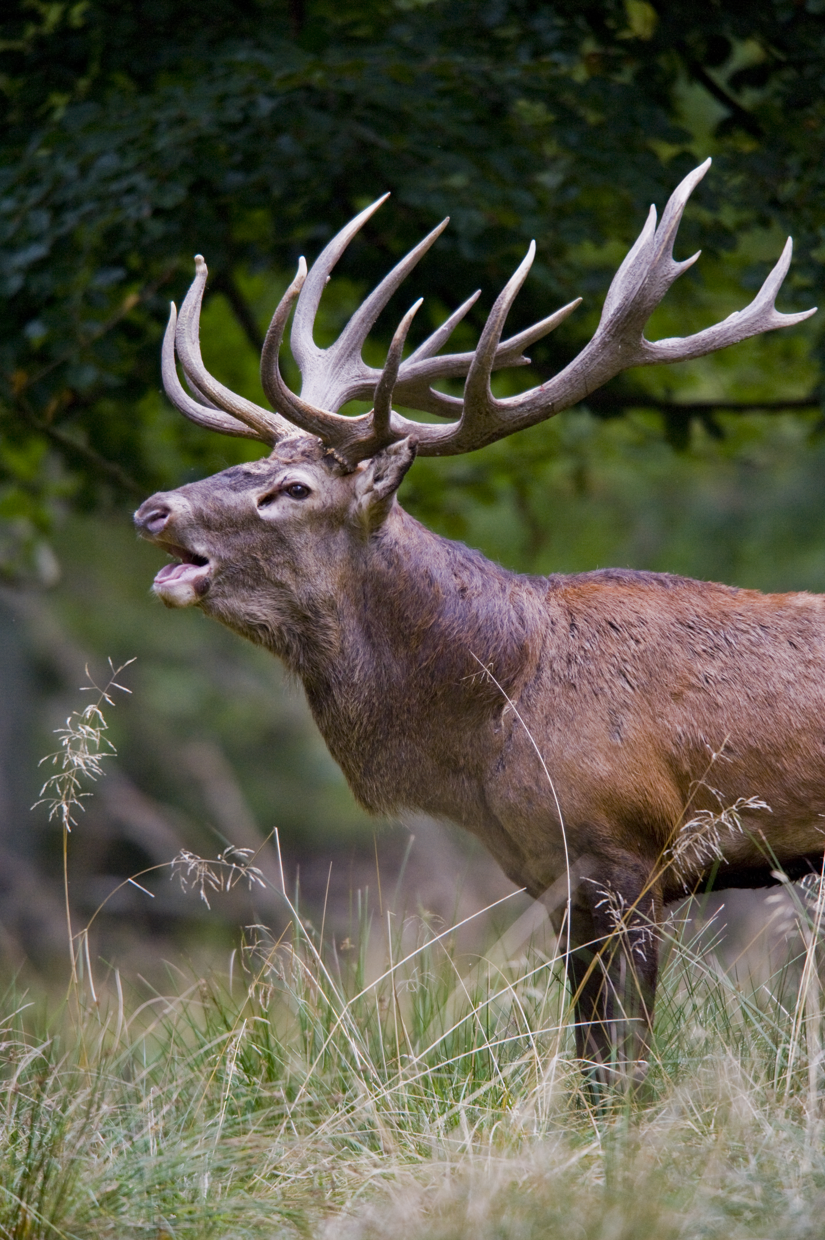 Antler