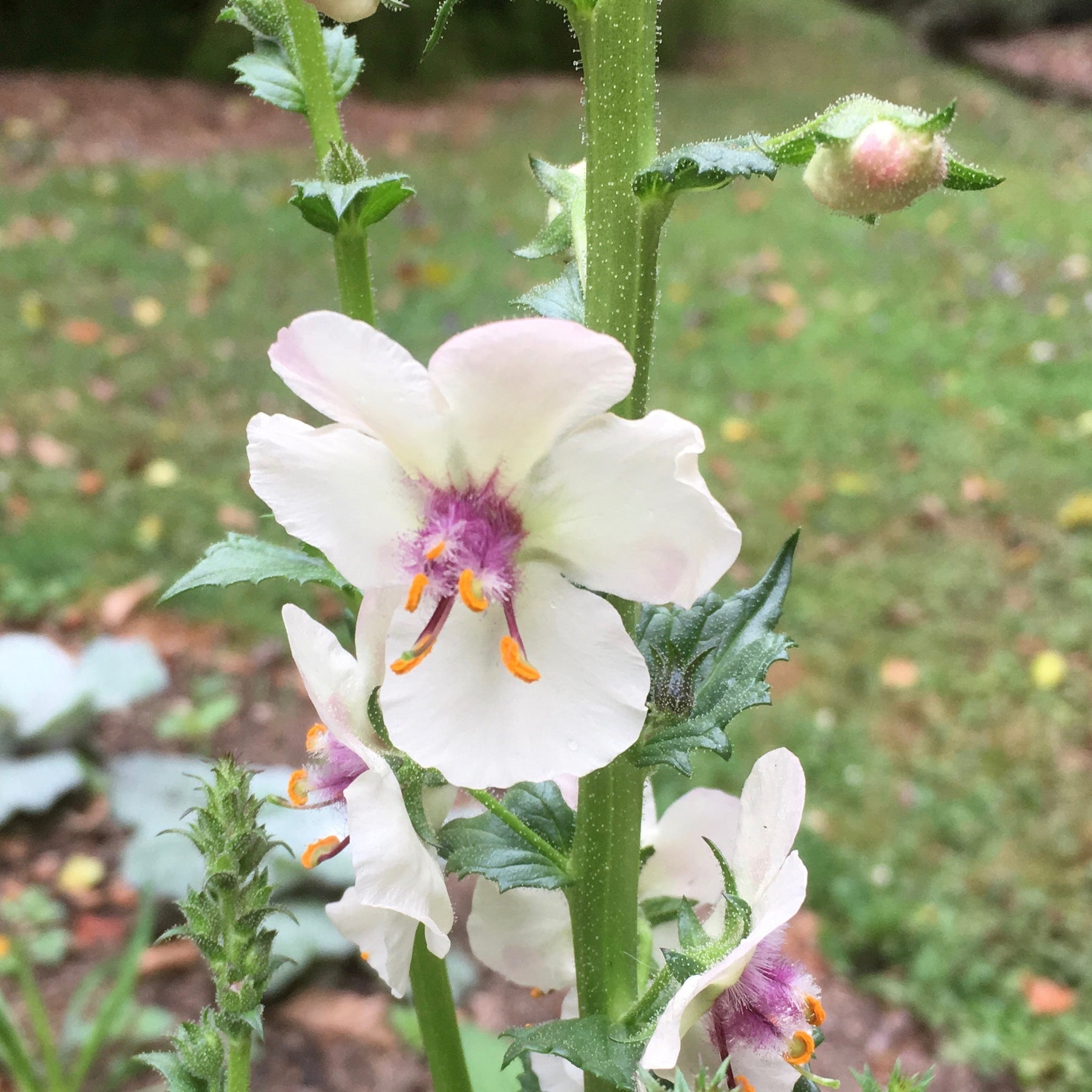 Verbascum blattaria white blush â puriri lane addenbrooke