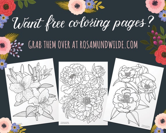 African daisy printable floral line art adult coloring page