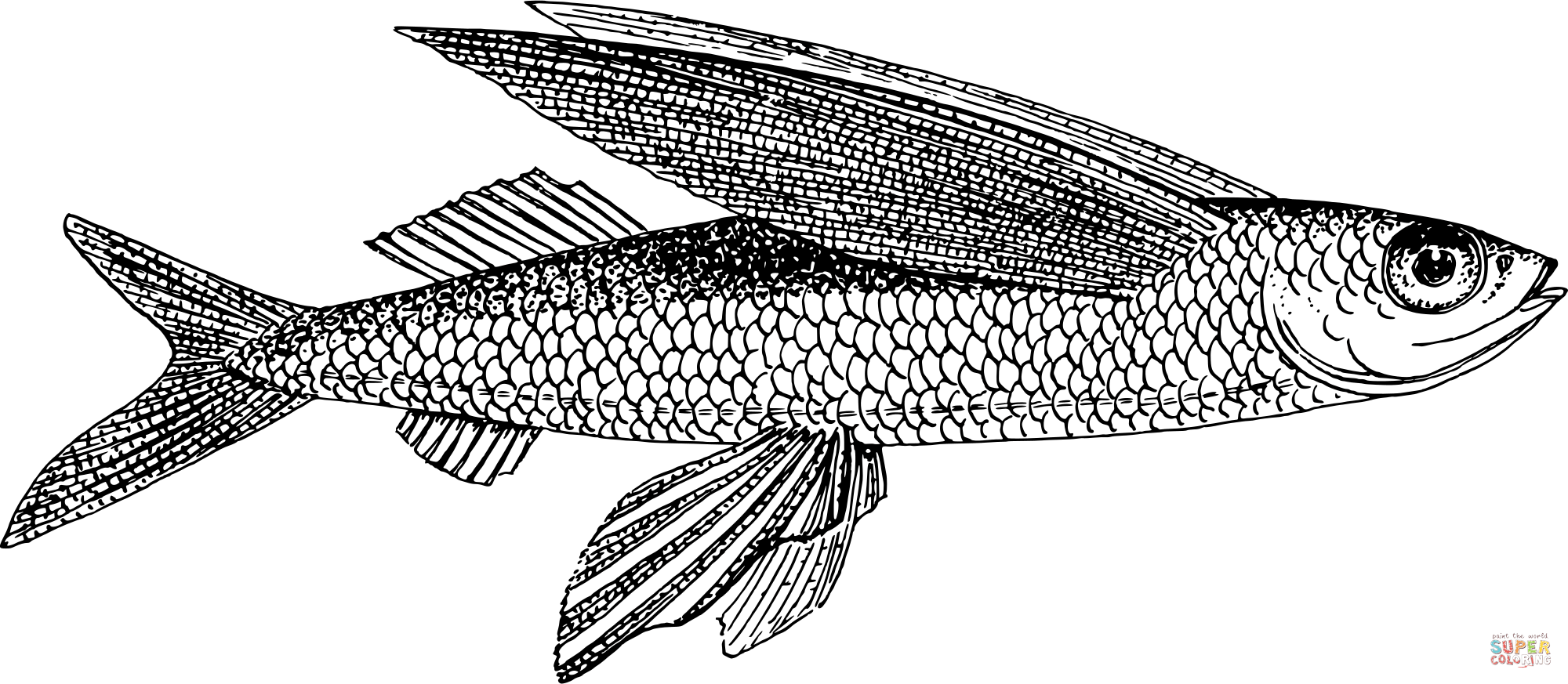 Vintage flying fish coloring page free printable coloring pages