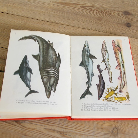 Vintage fish book with color illustrations sharks rays marlin sea fish book pages sea journaling paper supply