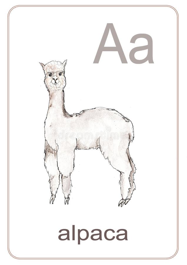 Lion flashcard stock illustrations â lion flashcard stock illustrations vectors clipart