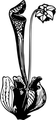 Vintage pitcher plant coloring page free printable coloring pages