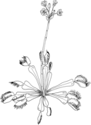 Venus fly trap coloring pages free coloring pages