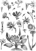 Vintage simple venus fly trap coloring page free printable coloring pages